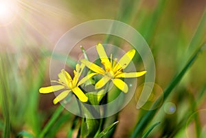 Gagea is spring flowers