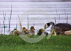 Gaggle of baby goslings with its adult parent are feeding in the grass on the shoreline of the Chippewa Flowage in the Northwoods