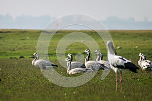 A gaggle of Bar-Headed Geese