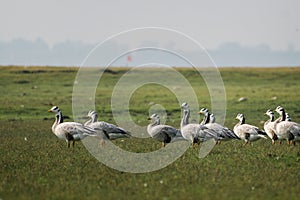 A gaggle of Bar-Headed Geese