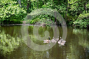 Gaggle of Canada Geese Branta canadenses with goslings juveniles on forest pond