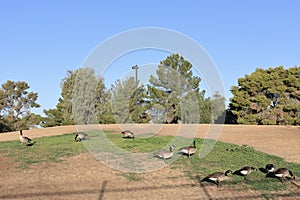 A Gaggle of Canada Geese (Branta canadensis) in Arizona Park in Autumn