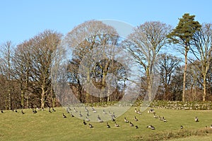 Gaggle of Canada geese in field, trees behind.