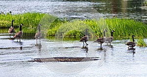 Gaggle of Canada geese getting ready for a swim.