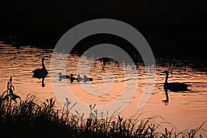 A gaggle of Canada geese swimming in the stream at Hayden Valley