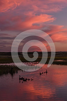 A gaggle of Canada geese swimming in the waters of Hayden Valley at sunset.