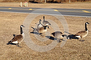 Gaggle of Canada geese walking on the grass by the road