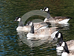 A Gaggle Of Canadian Geese