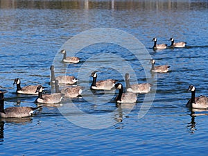 A Gaggle Of Canadian Geese