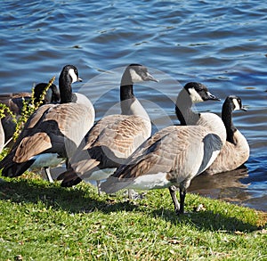 A Gaggle Of Canadian Geese Beside A Lake