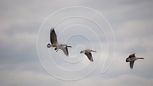 Gaggle of Canadian Geese Migrating Dream-Like Background