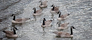 Gaggle of Canadian Geese On The Water