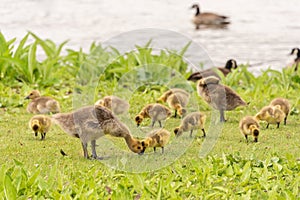 Gaggle of Canadian goose goslings