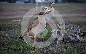 Gaggle of Egiptian geese alopochen aegyptiaca with geeselings on grass