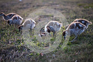 Gaggle of Egiptian geeselings alopochen aegyptiaca feeding on grass