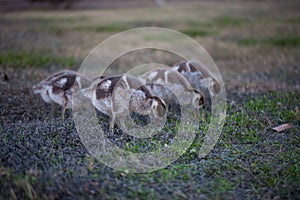 Gaggle of Egiptian geeselings alopochen aegyptiaca feeding on grass