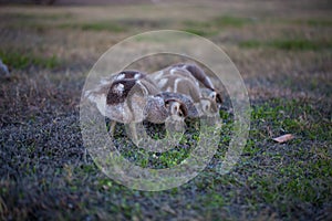 Gaggle of Egiptian geeselingsalopochen aegyptiaca feeding on grass