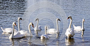 A gaggle of eight white domestic geese swimming in the pond