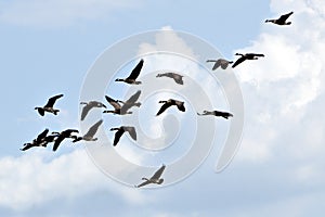 Gaggle of Geese against blue sky