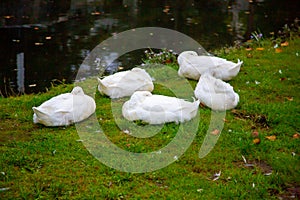 A gaggle of geese asleep on grass next to pond