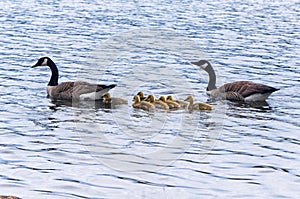 Gaggle of Geese Burr Pond Torrington Connecticut