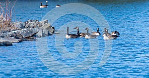 gaggle of geese floating in water