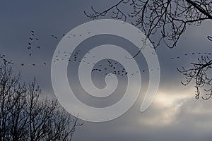 Gaggle of geese flying in gloomy sky in Norfolk Uk