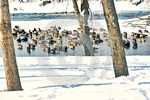 A Gaggle of Geese on Fox River