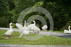 Gaggle of geese near pond