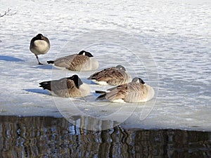 Gaggle of Geese Resting on A Frozen Pond