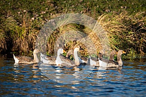 Gaggle of geese on the river