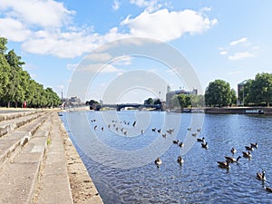 Gaggle of Geese on the River Trent in Nottingham