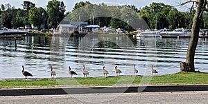 Gaggle of Geese in a Row Along a River Bank