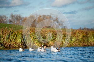 Gaggle of geese swimming on the river