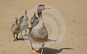 Gaggle of geese walking on soil ground