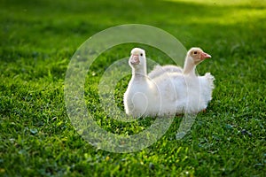 A gaggle of goslings, lying on grass. Geese grown for sale