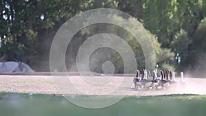 Gaggle with gray and white goose, geese walking in meadow.