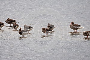 Gaggle of greylag geese Anser anser resting on water