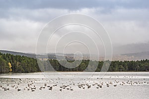 A gaggle of Greylag Geese on Loch Garten in the Cairngorms National Park