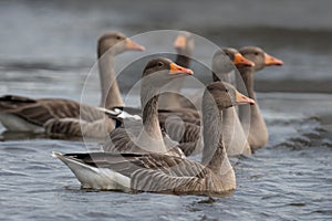 Gaggle of greylag geese swimming on the Norfolk Broads