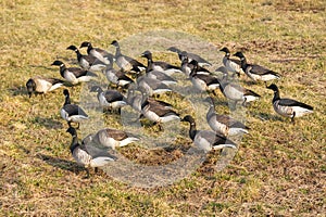 A gaggle of juvinile geese in its natural environment