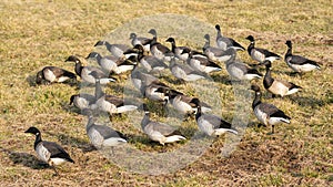 A gaggle of juvinile geese in its natural environment