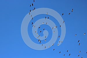 Gaggle of pink-footed geese in flight, blue sky