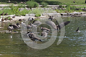 A Gaggle of Preening Geese