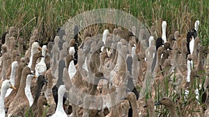 Gaggle rushing back and forth in the field