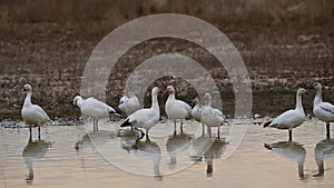 A Gaggle of Snow Geese