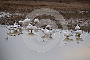 A Gaggle of Snow Geese