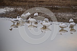 A Gaggle of Snow Geese