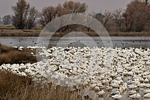 A Gaggle of Snow Geese