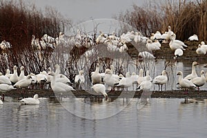 A Gaggle of Snow Geese